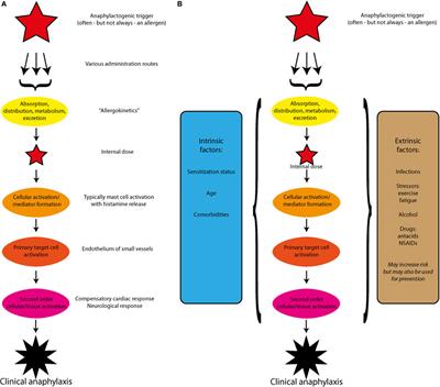 Beyond IgE—When Do IgE-Crosslinking and Effector Cell Activation Lead to Clinical Anaphylaxis?